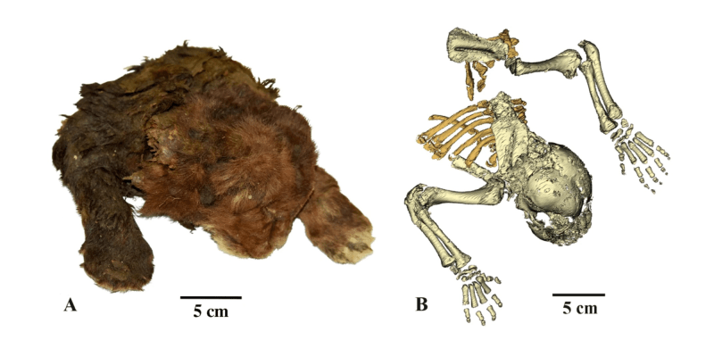 Сибирский Симба: в вечной мерзлоте Якутии нашли останки саблезубого котёнка