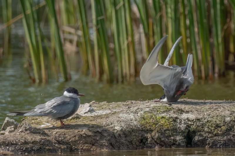 Застрявшая белка и лягушка в пузыре: 19 победителей фотоконкурса Comedy Wildlife Awards 2024